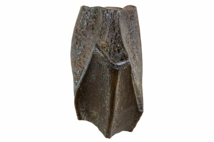 Large Fossil Hadrosaur (Edmontosaurus) Tooth - Montana #340956